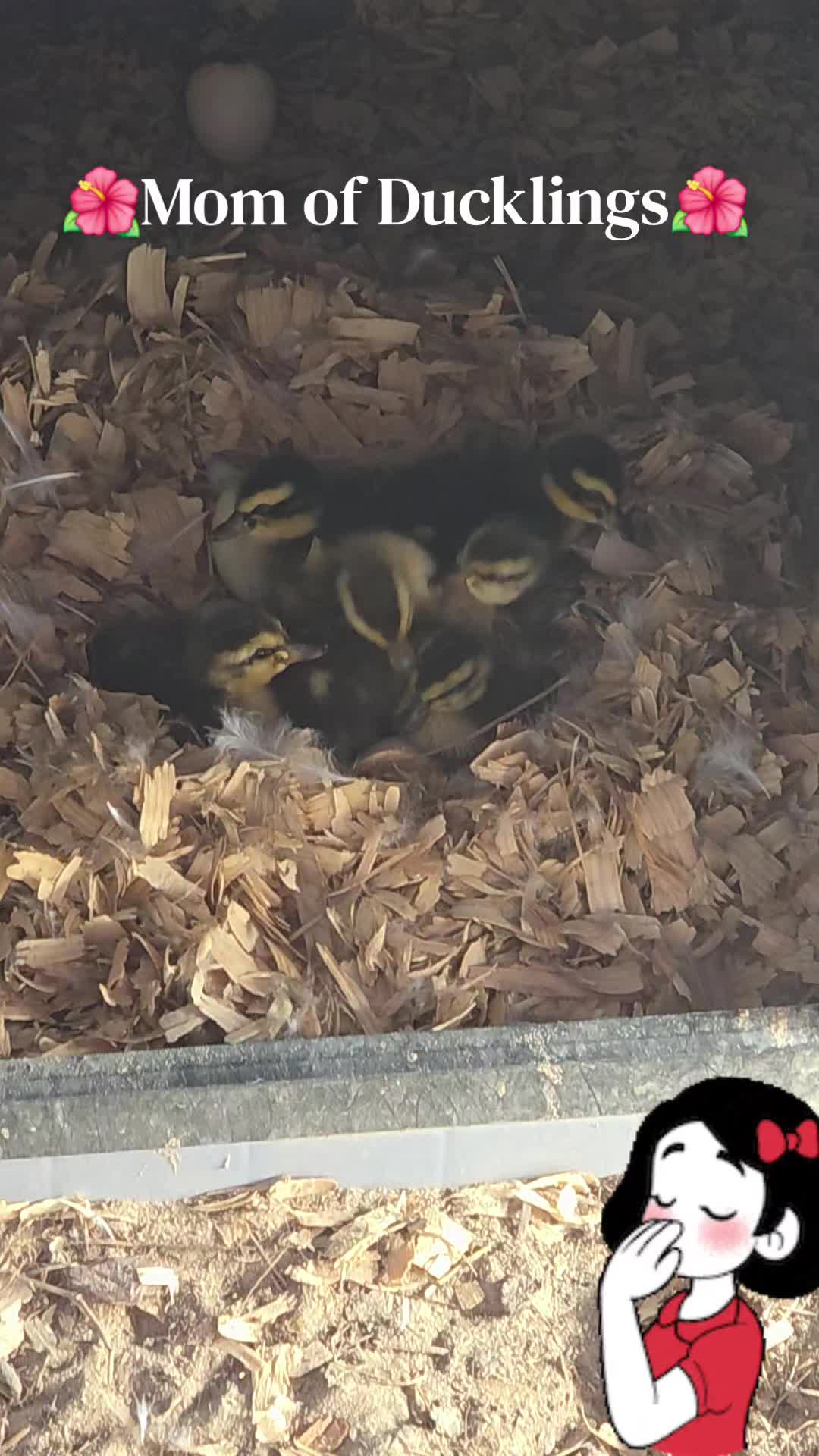 @🦋🇵🇷Mom of Parrots🇵🇷🦋