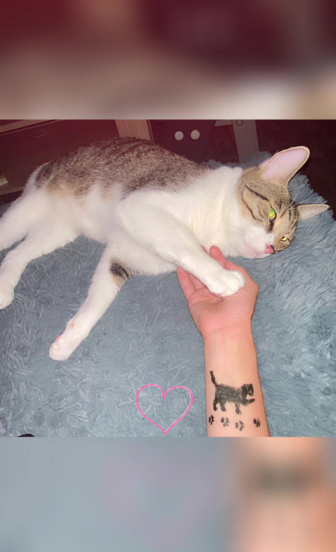 @Sammy🐈❤️🐾