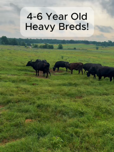 @Rutherford Land and Cattle