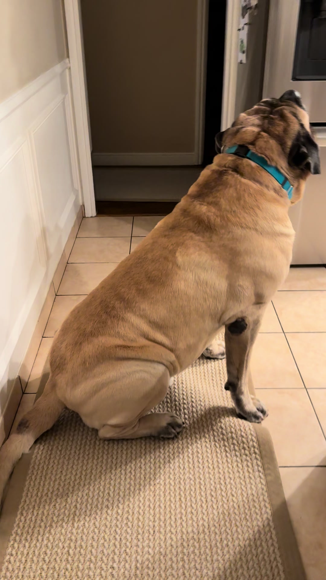 @Fronkythemastiff
