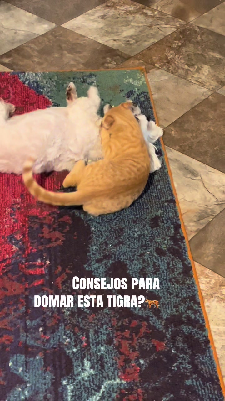 @AZUL🐶🥰
