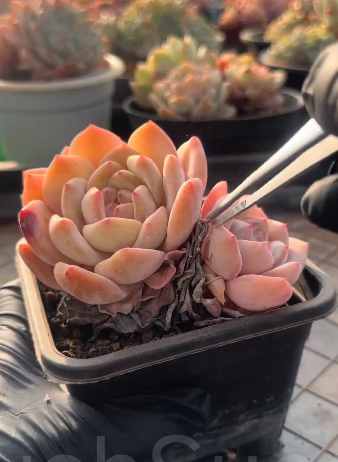 @LushSuccs