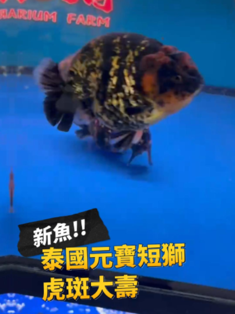 @招財魚水族館