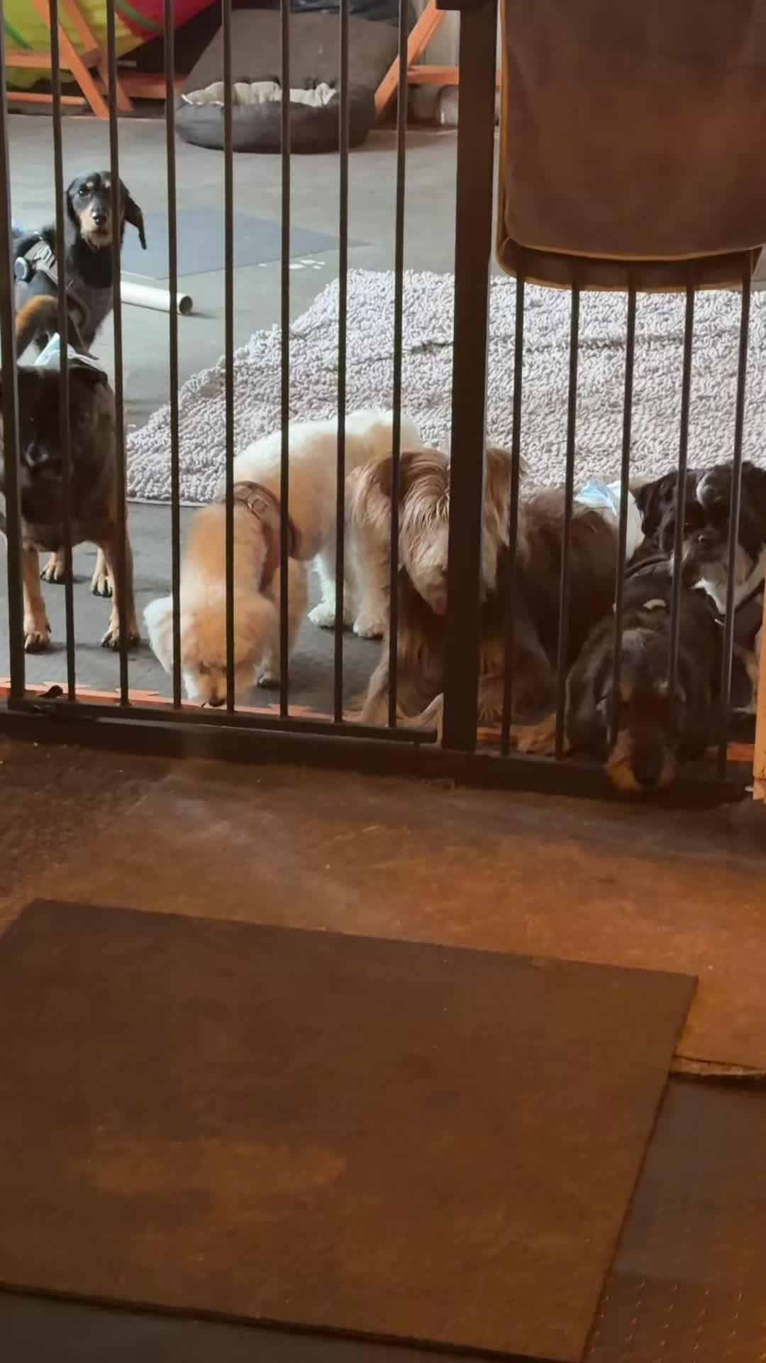 @Olesia • Hundezentrum Lapki