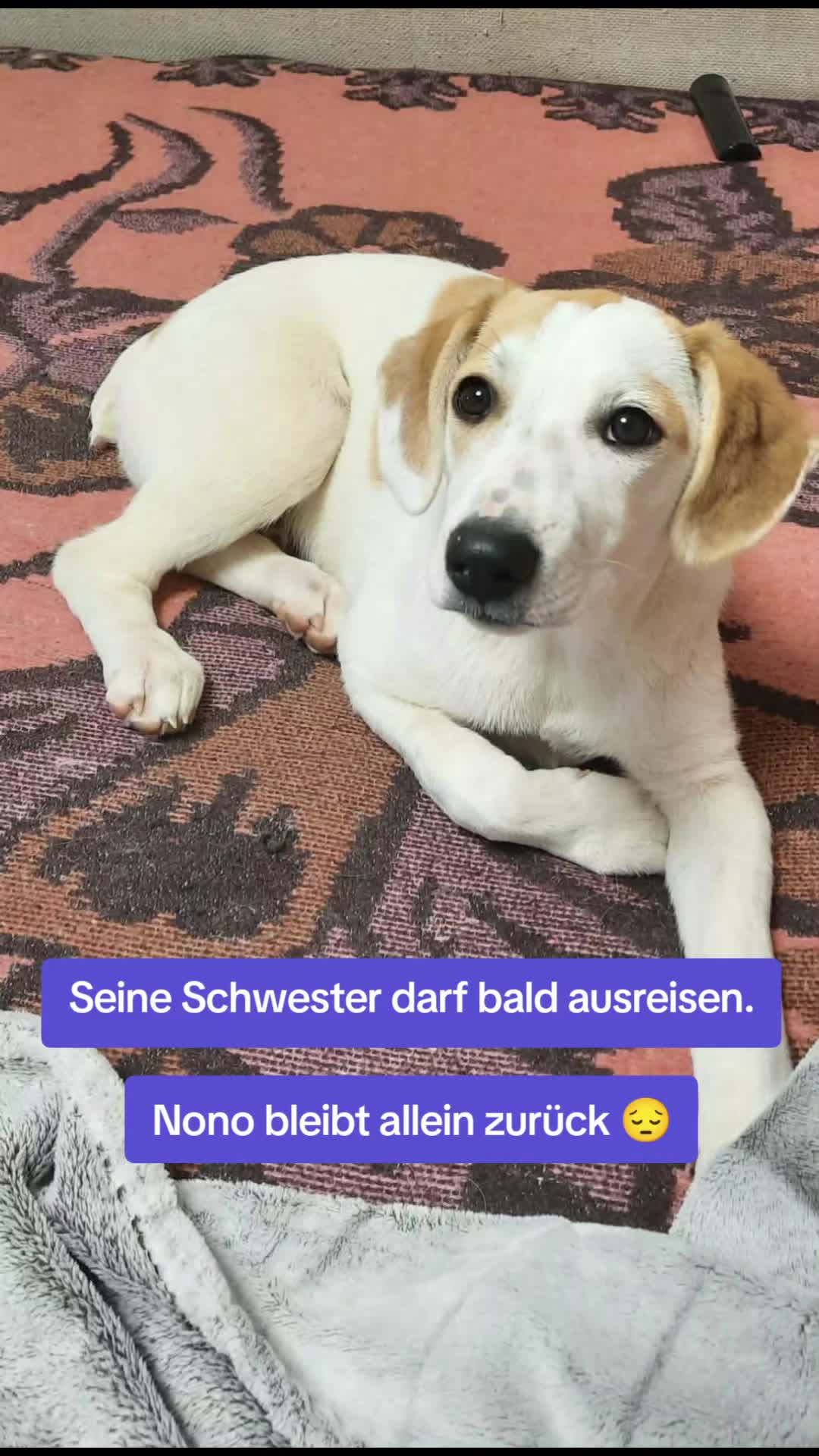 @🐾 PfoteF&uuml;rPfote 🐾