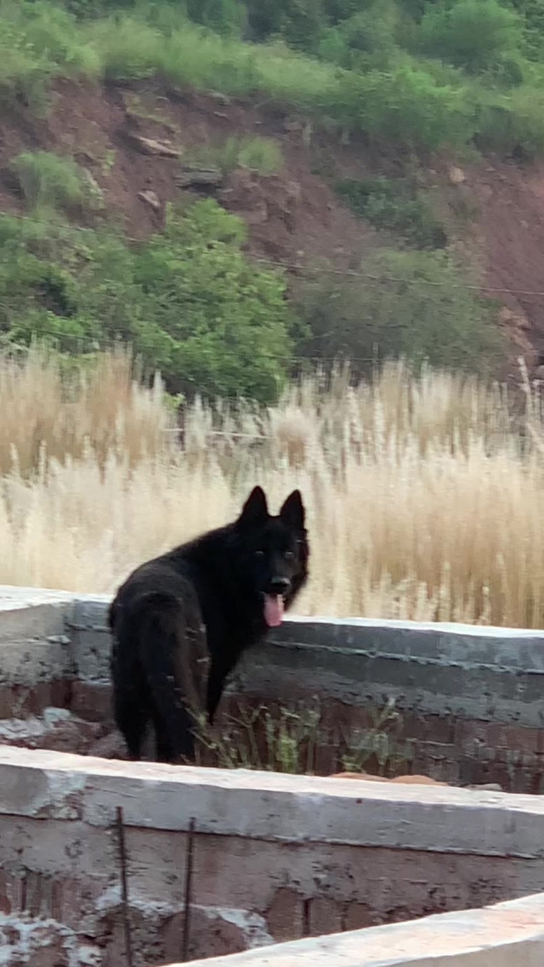 @Black German Shepherd😈
