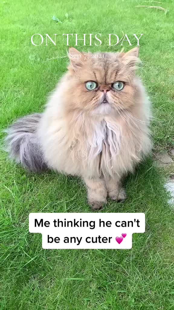 @Dutchkittycat