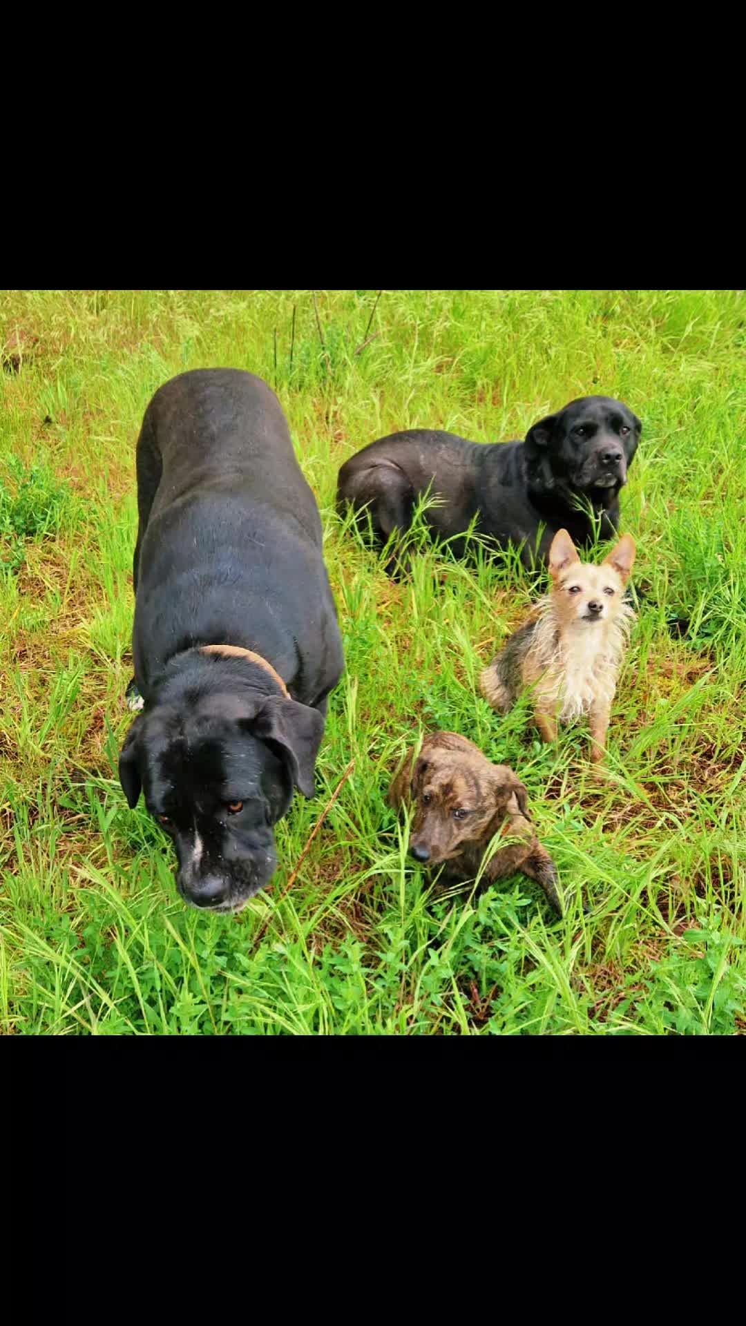 @🐾🐕 Mo 🐕🐾