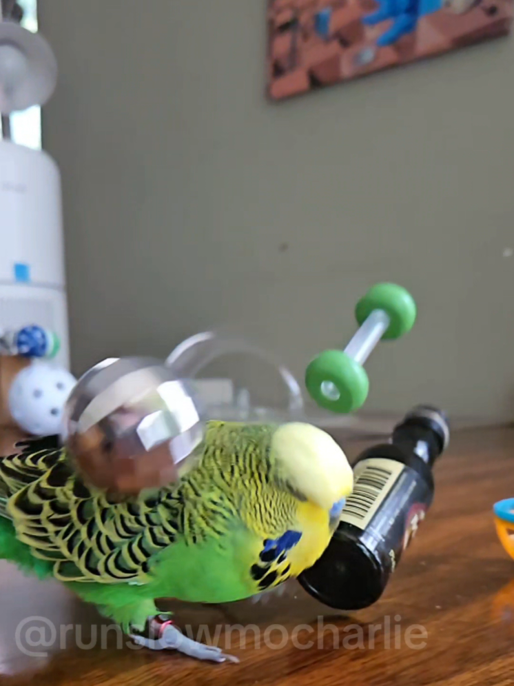 @Run Slow-Mo Charlie🦜