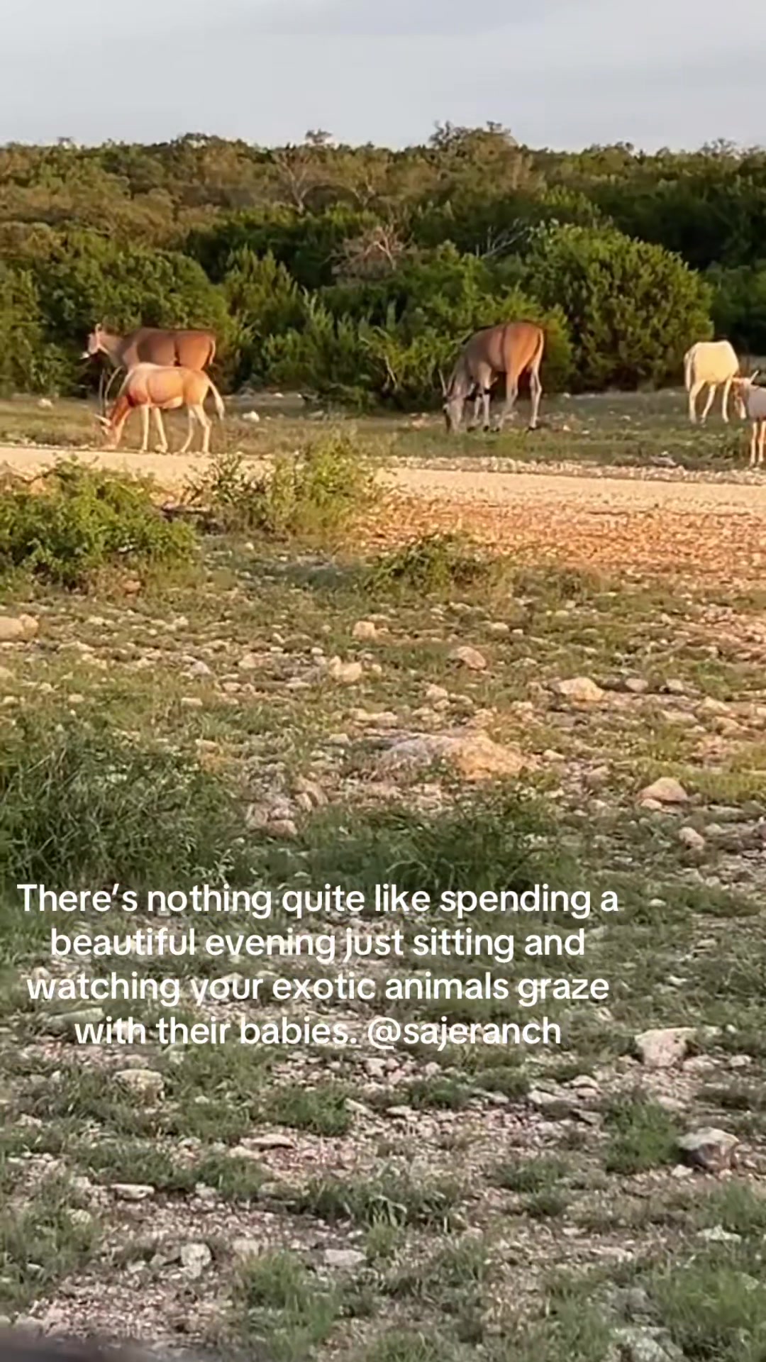 @SAJERanch