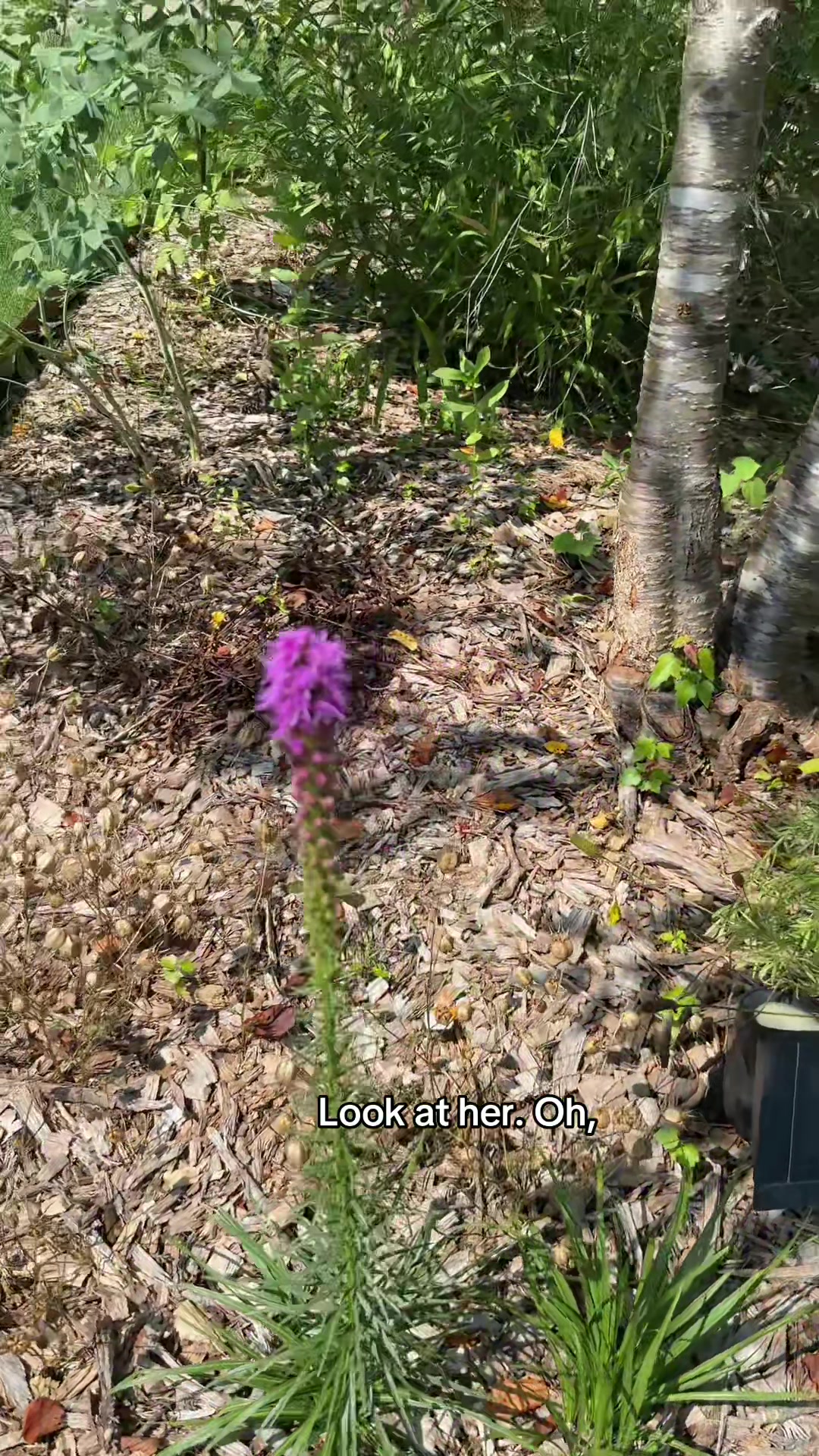@The Ever Hopeful Gardener