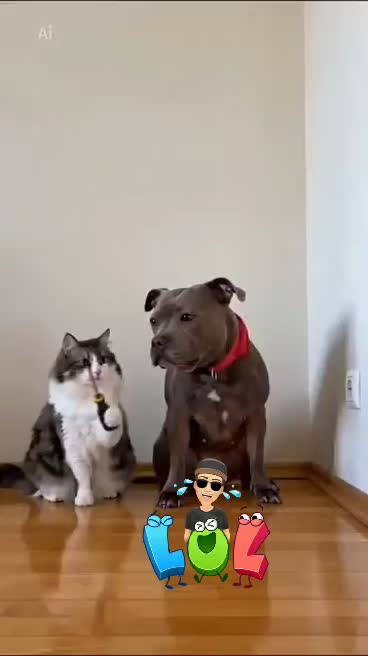 @RIMA et sa tribu 🐶🐱🐱🐱