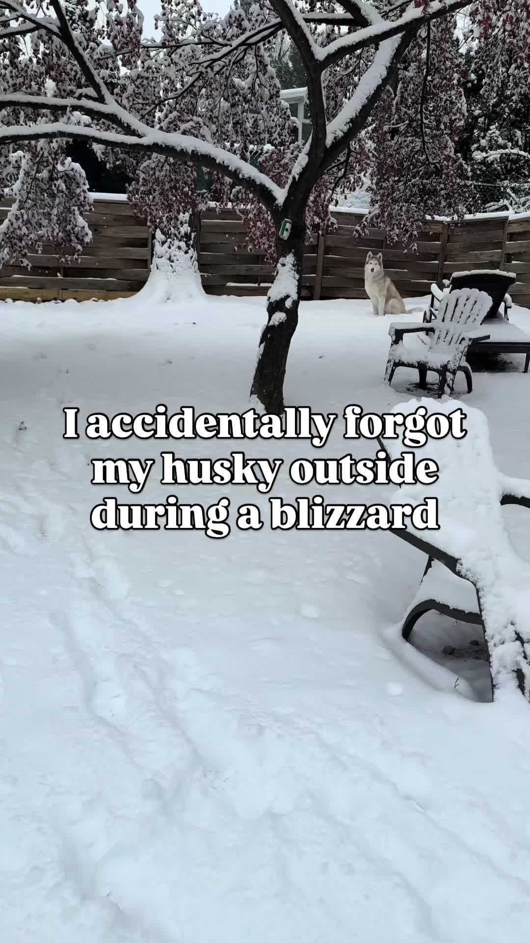 @freezinghusky