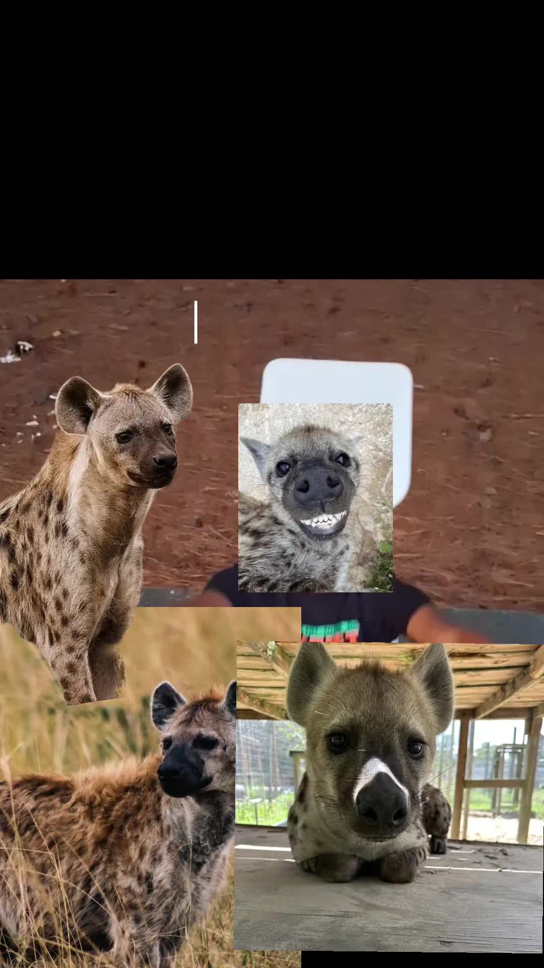 @AbrahamTheHyena✝️