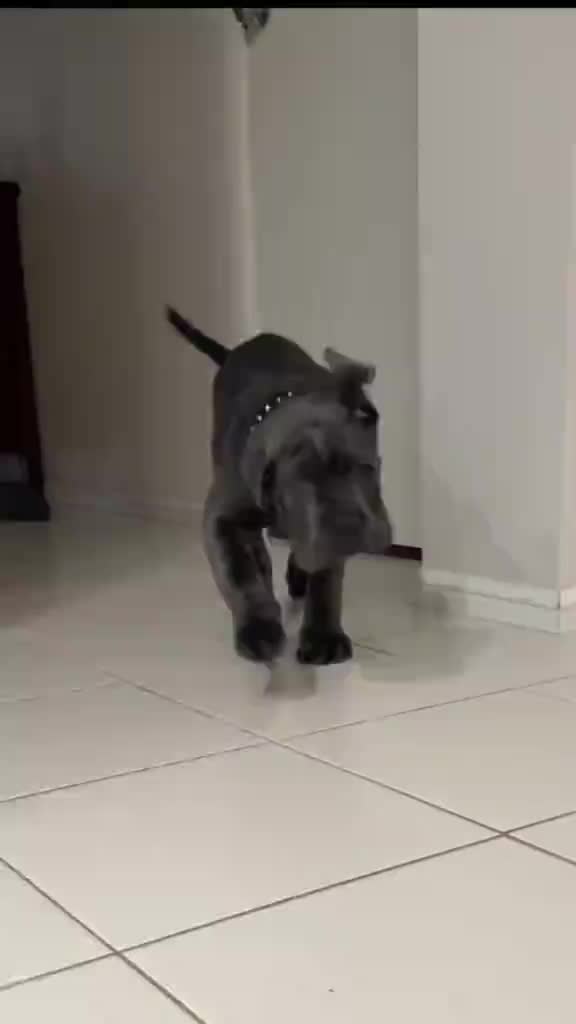 @Cane Corso For Adoption