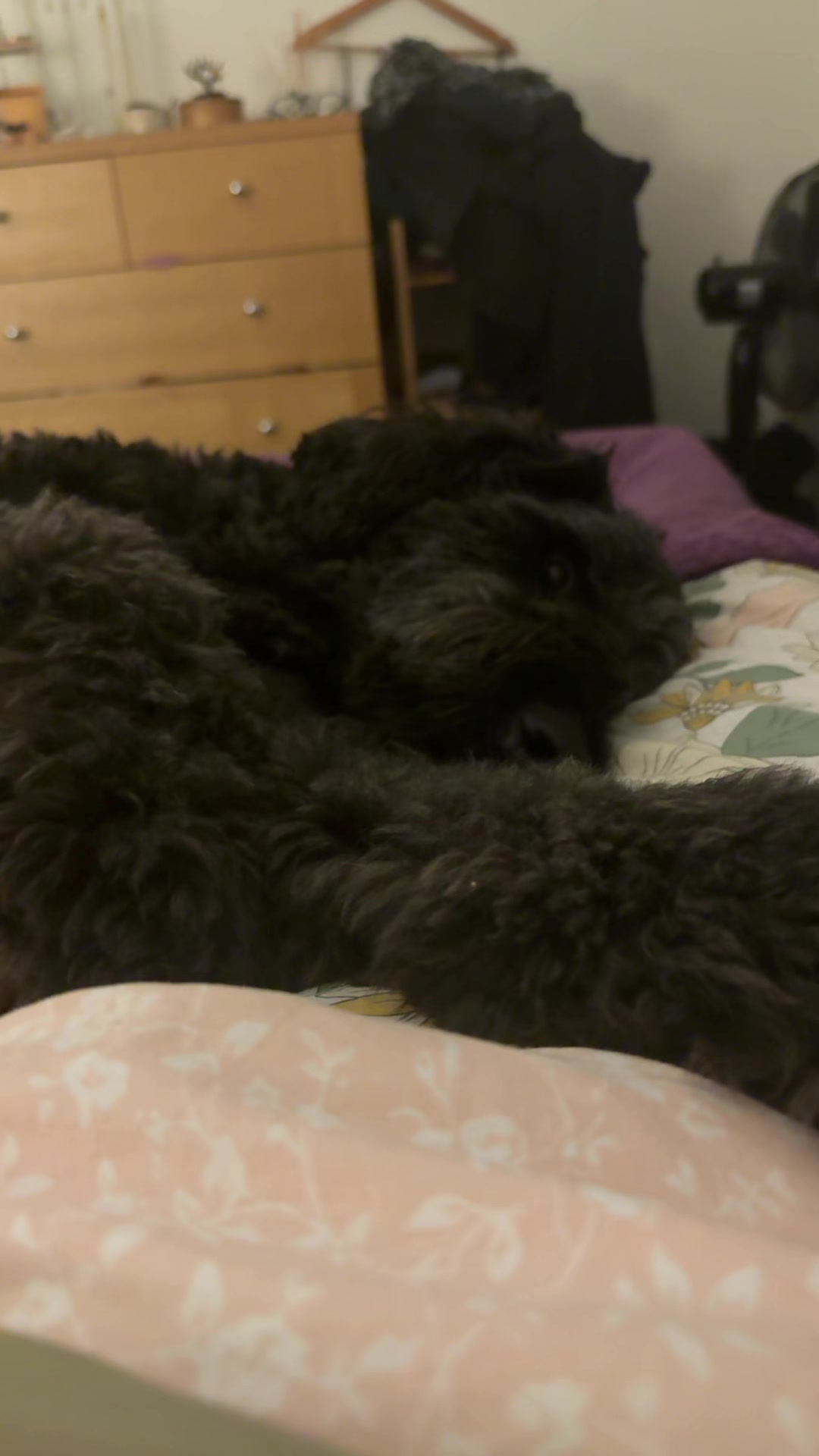 @MontyTheLabradoodle