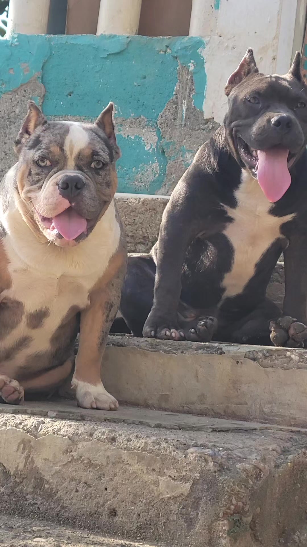 @machinesquad kennel