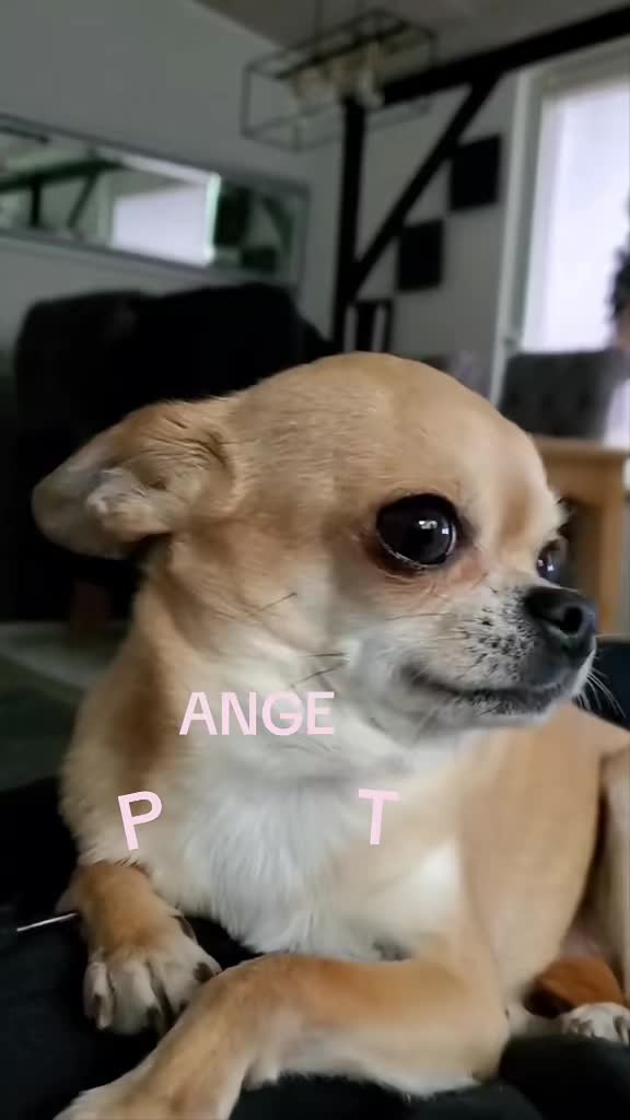 @bienchen der mini chihuahua
