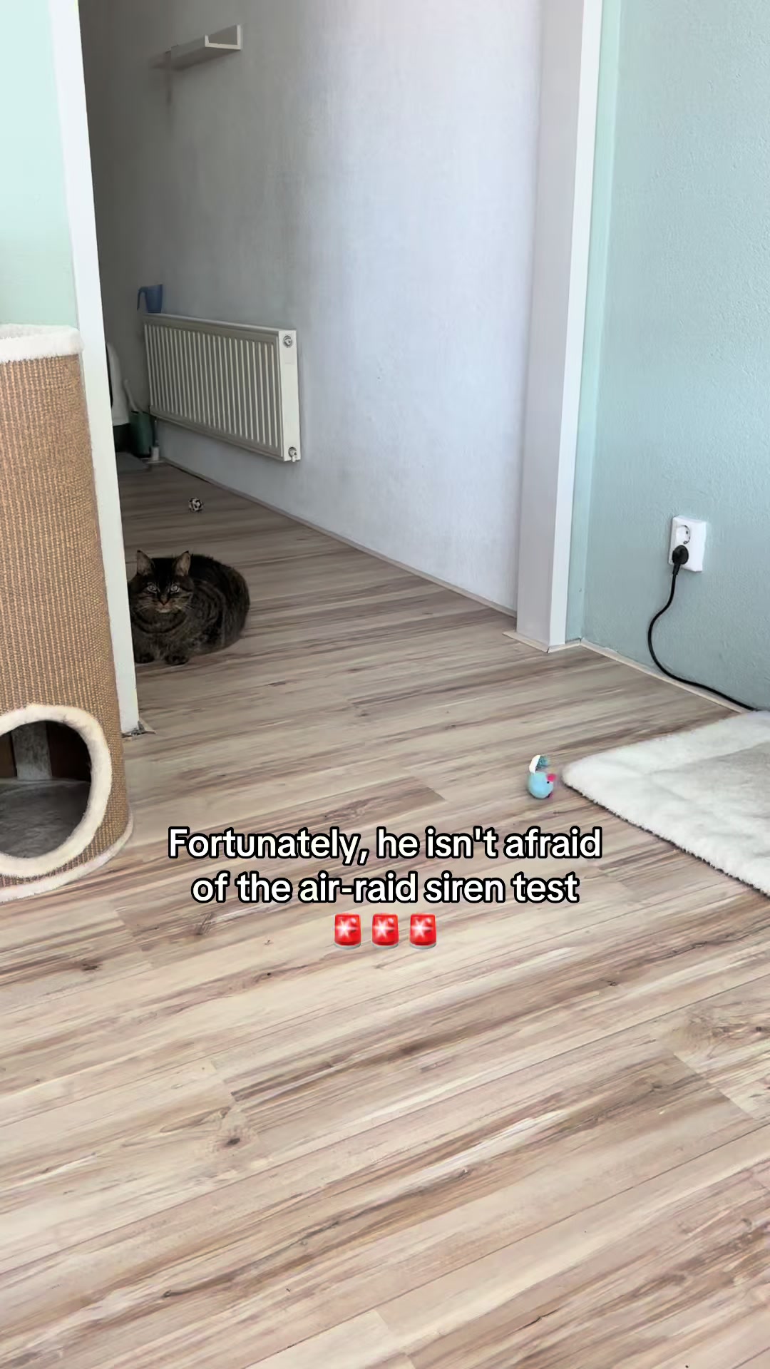 @Joep_the_ rescuecat