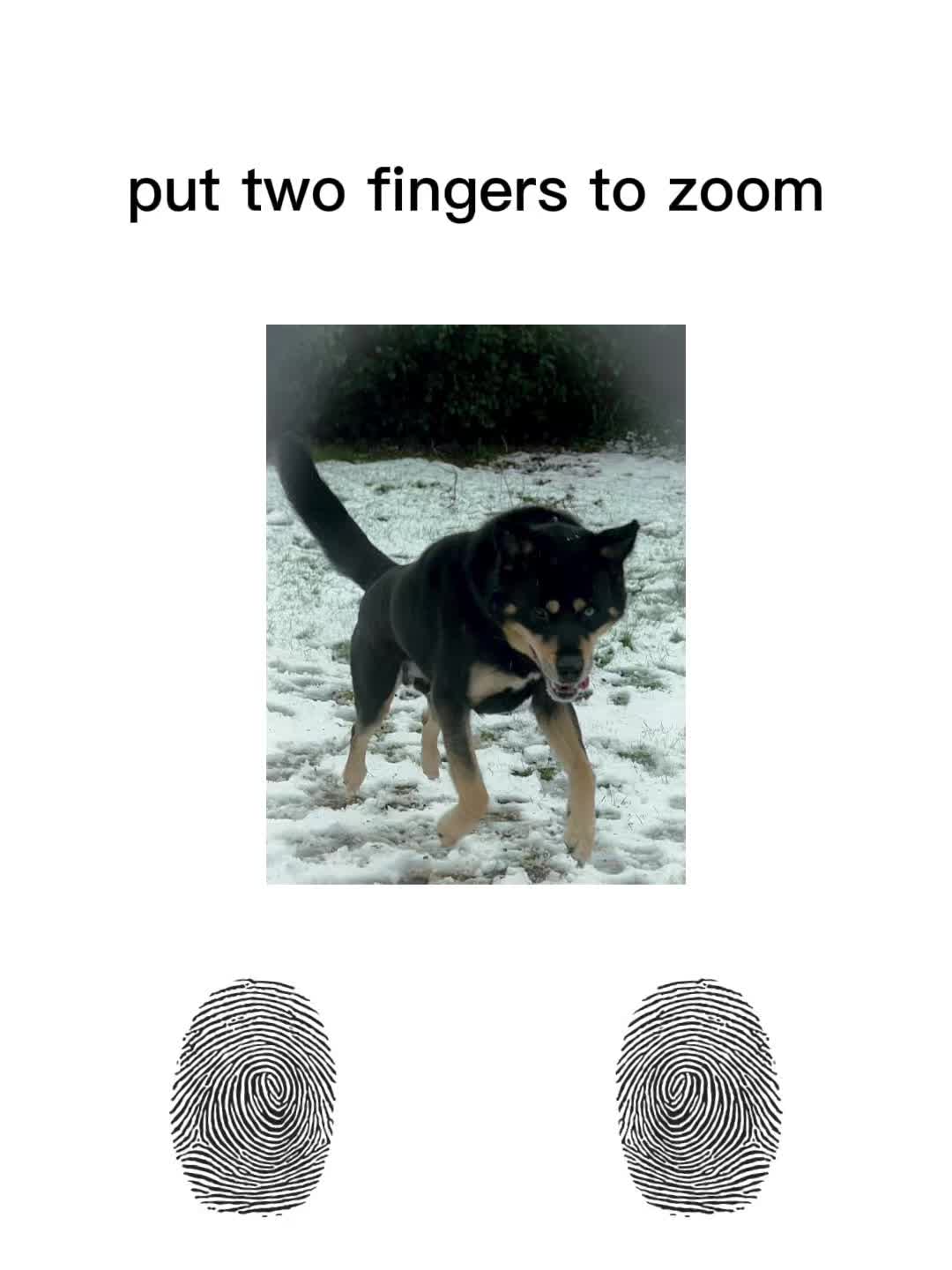 @Pawsome Fivesome