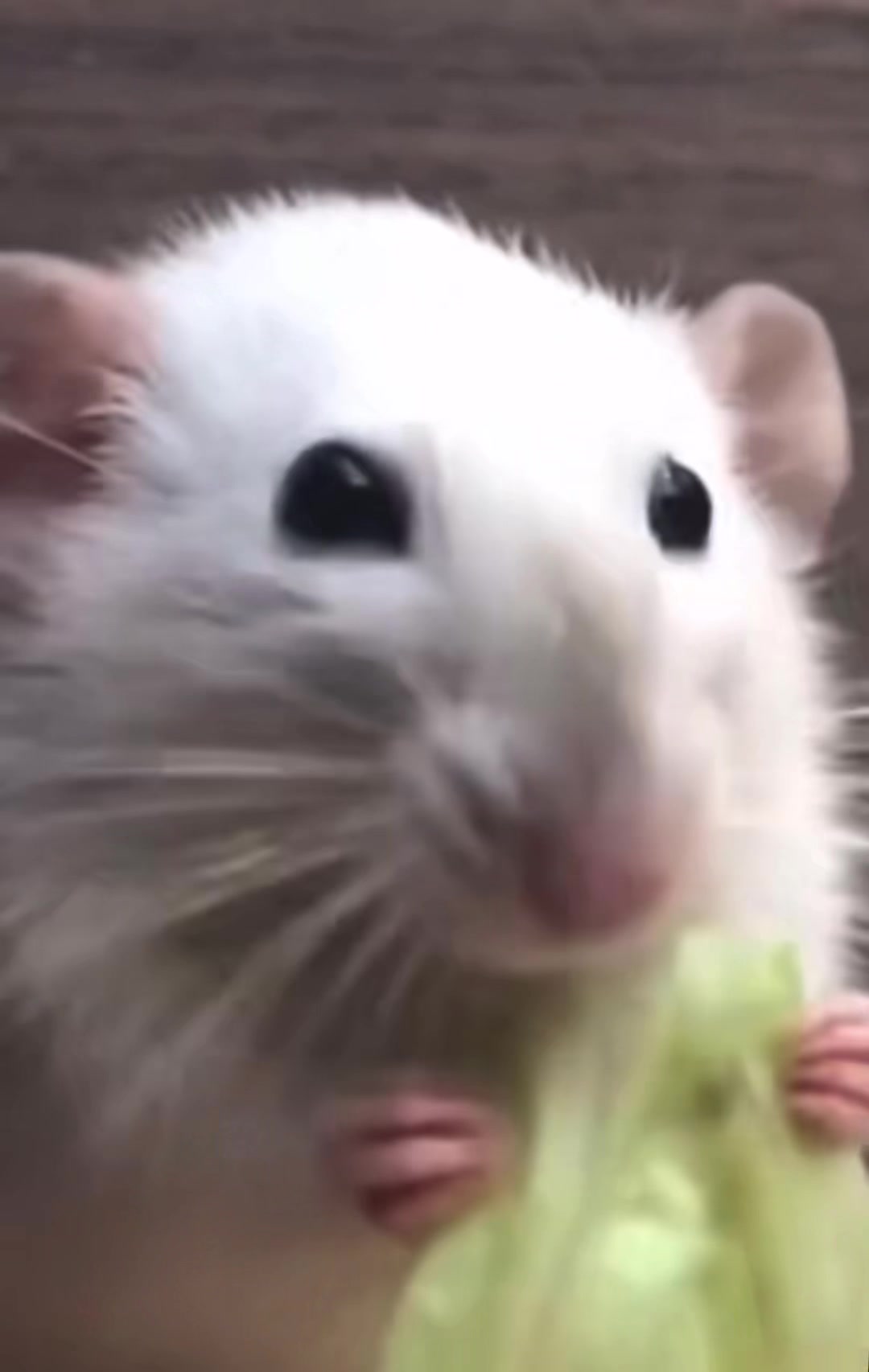 @Gargamel L'Féroce 🐀✨