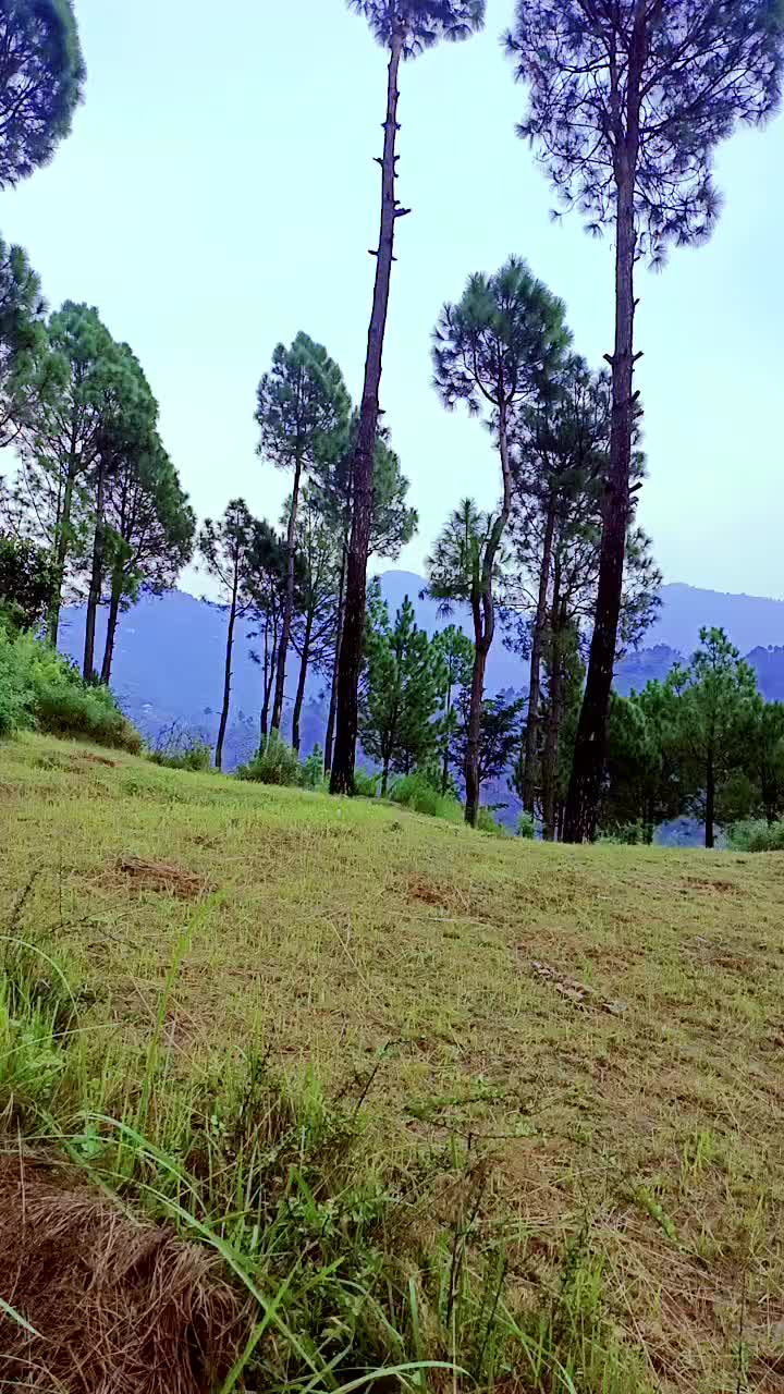 @@islamic video officiall