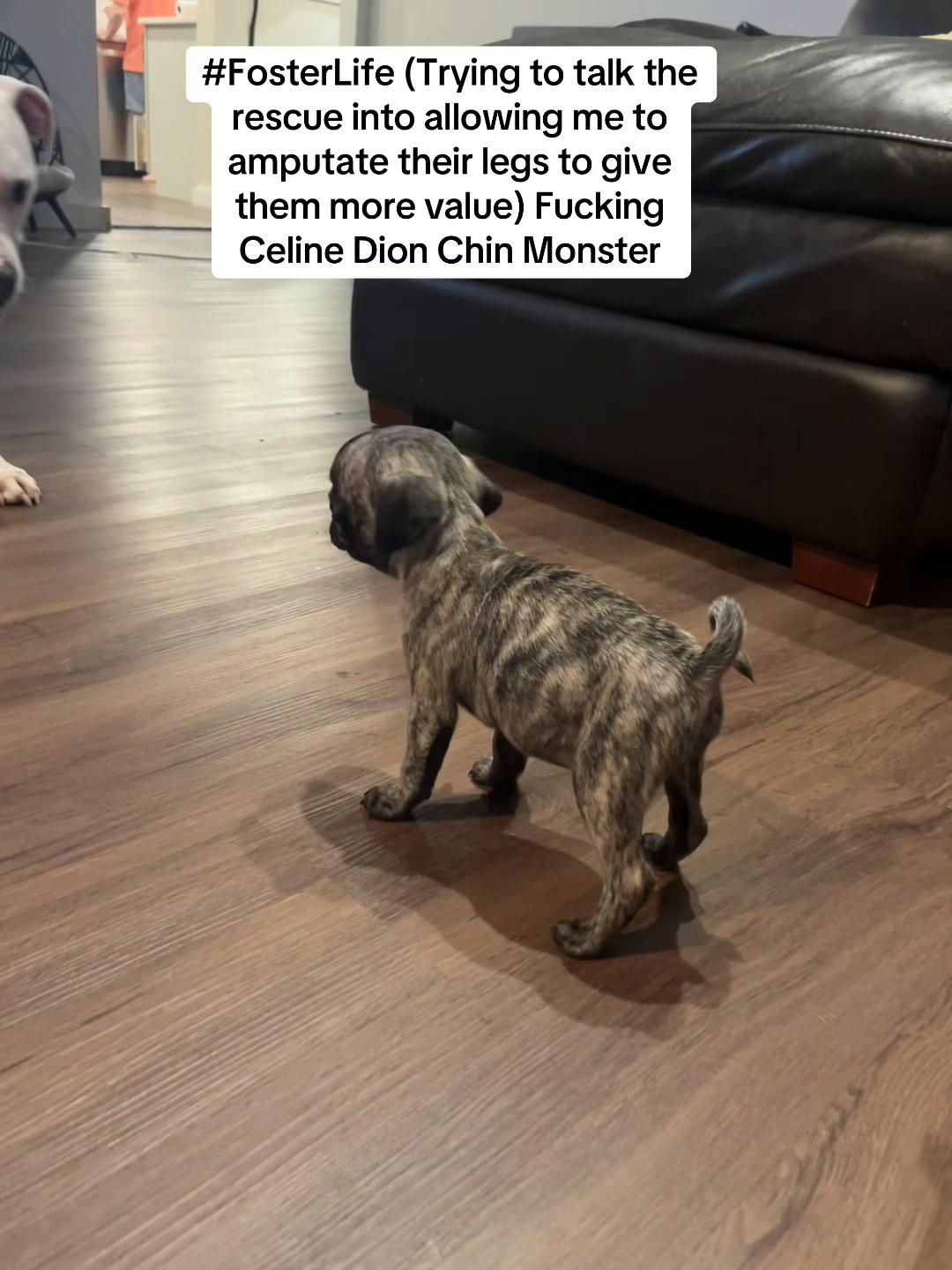 @PEARL - Quadruple-Amputee Pug