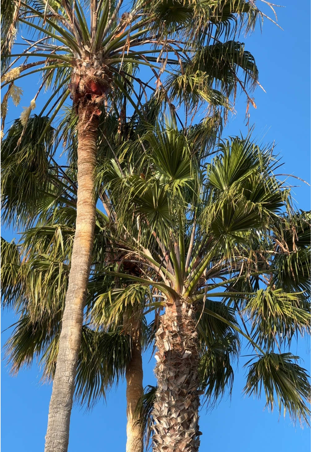@Visit Ventura