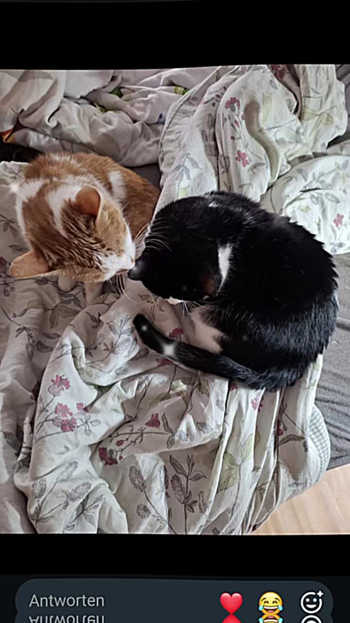 @Minnie Maus Team Catmommy🐈❤️