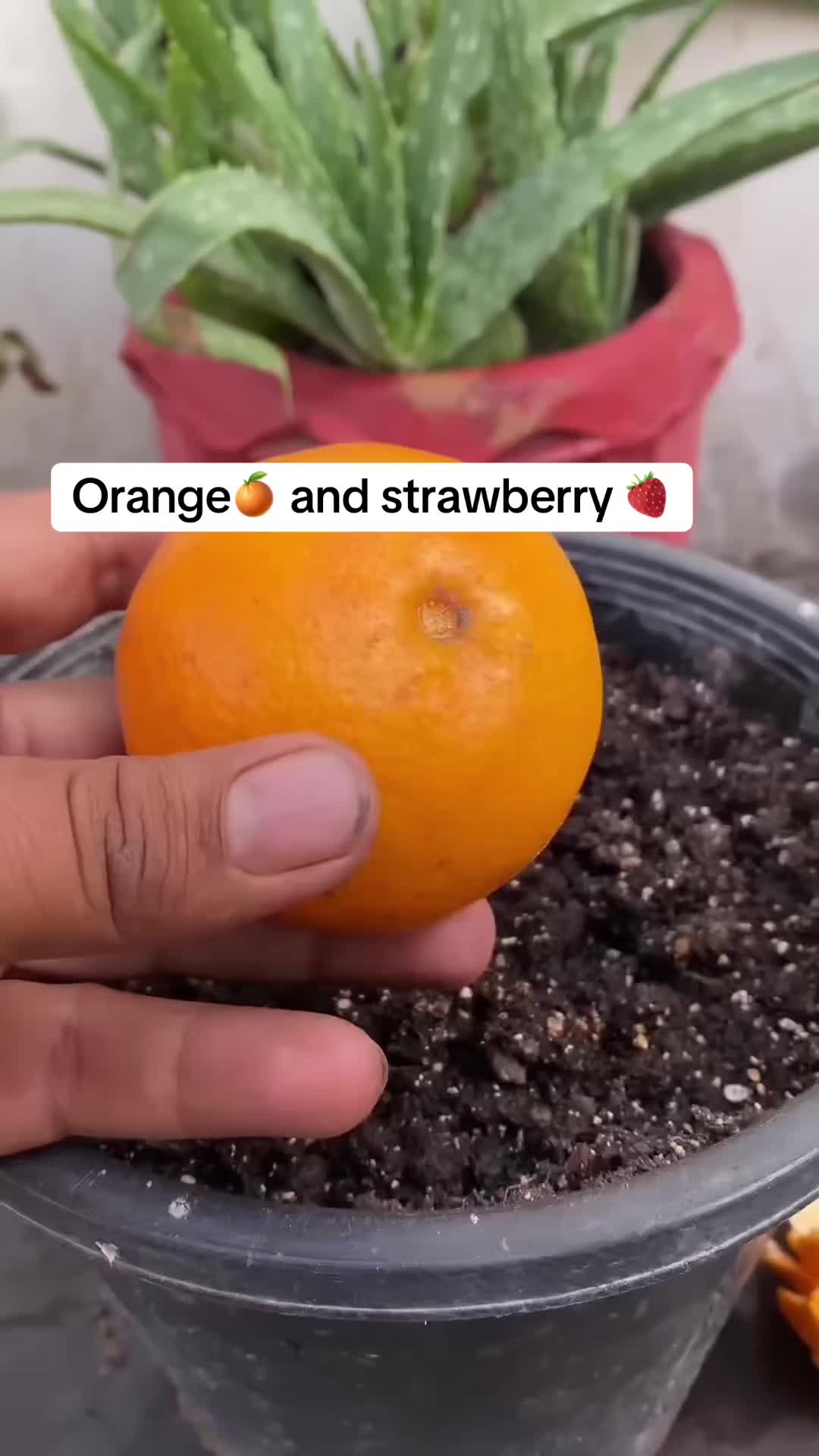 @PROFESSIONALGARDENING