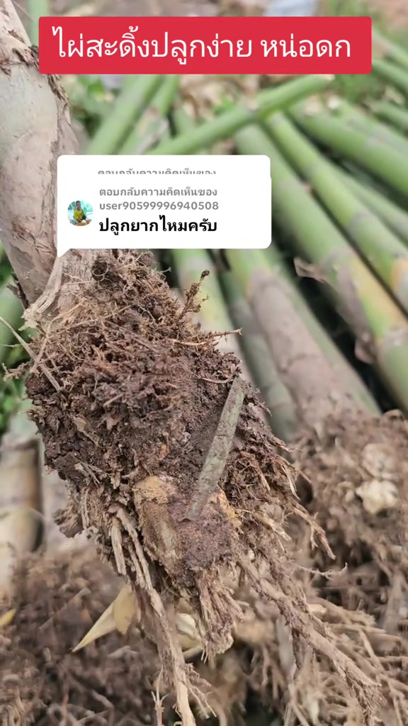 @นัดดาชอป