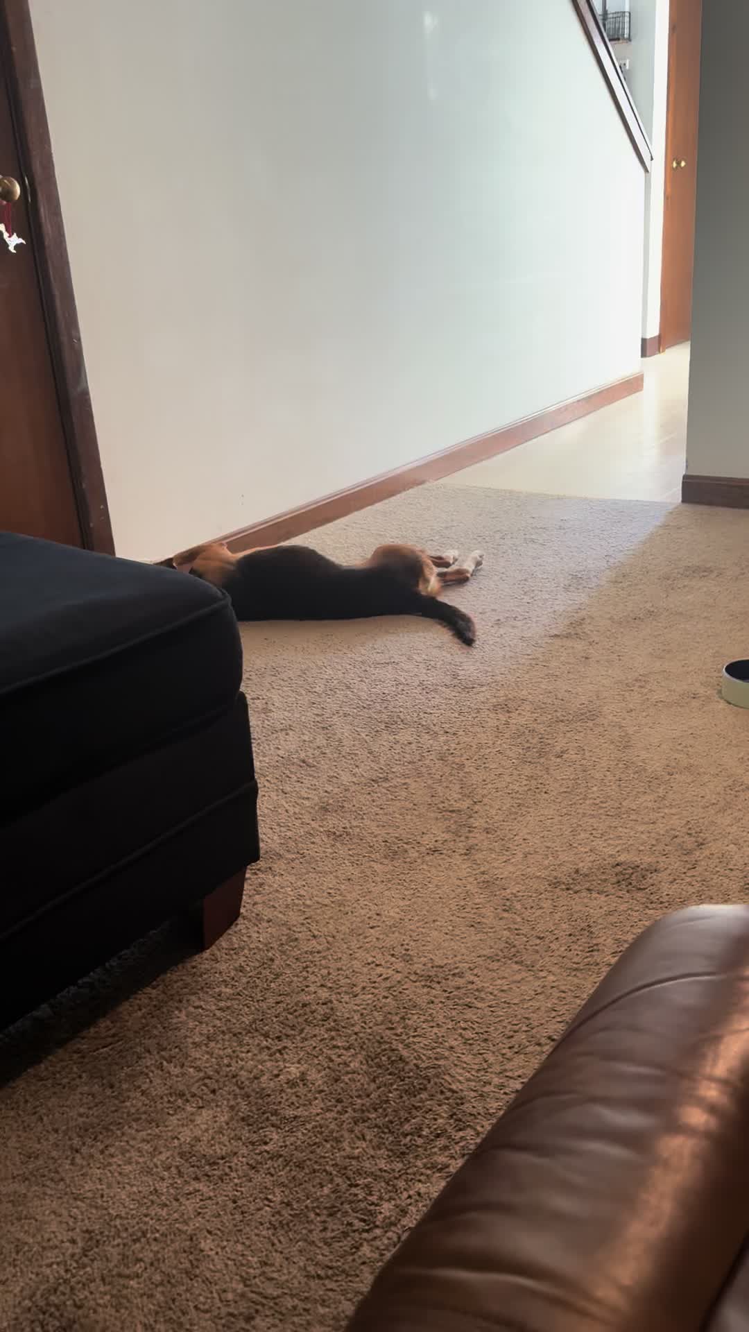 @ThatBeagleGus