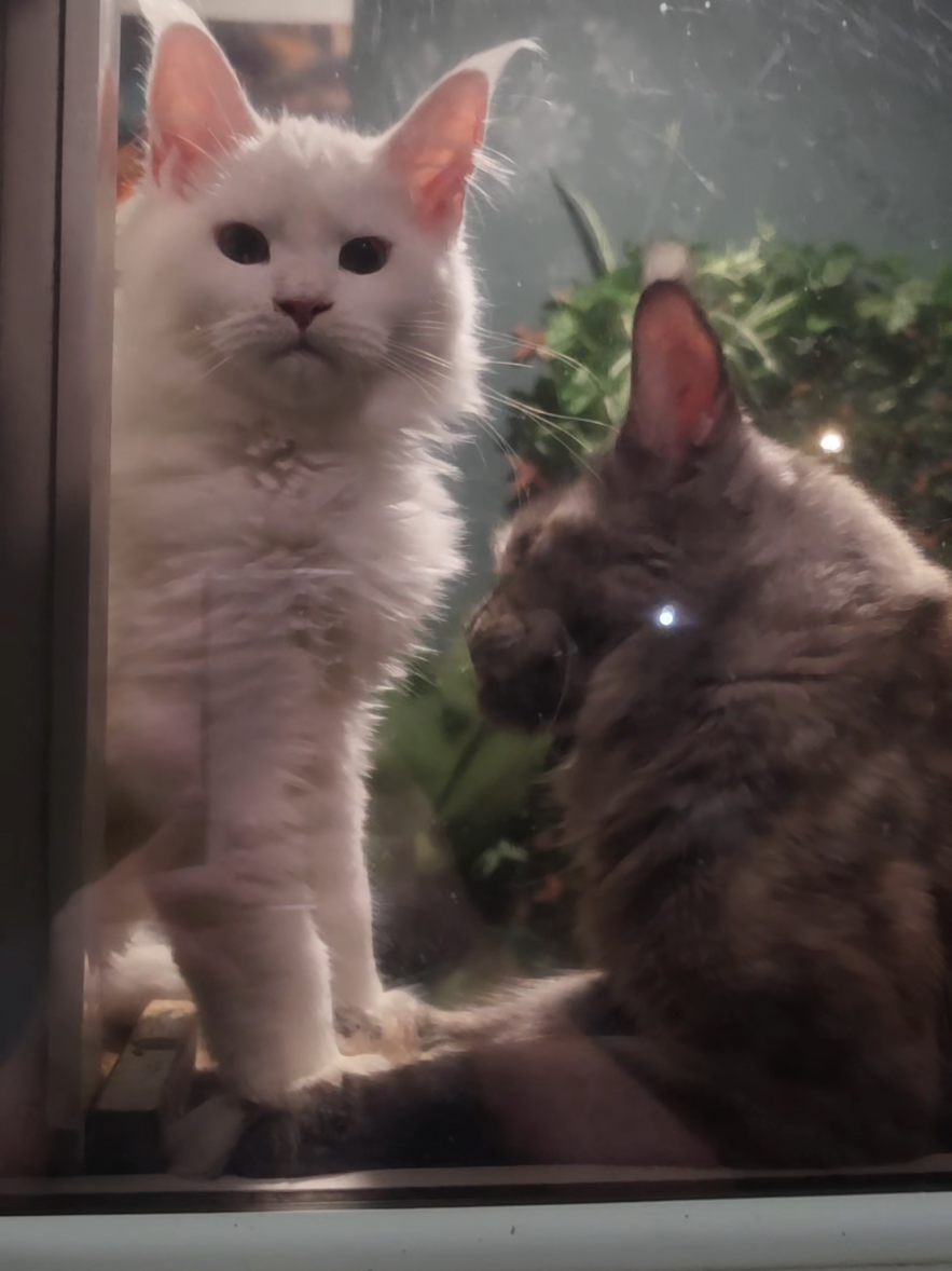 @Peaky Claws Cattery
