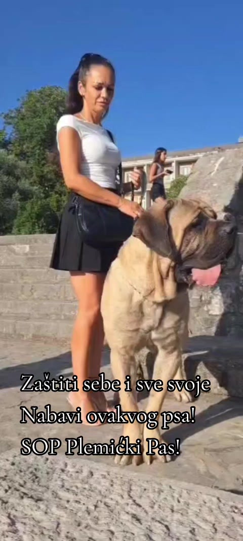 @Plemićki pas Srpski mastif