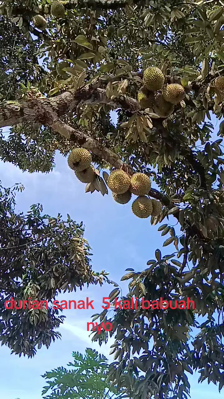 @Syafrizal , tanjuang