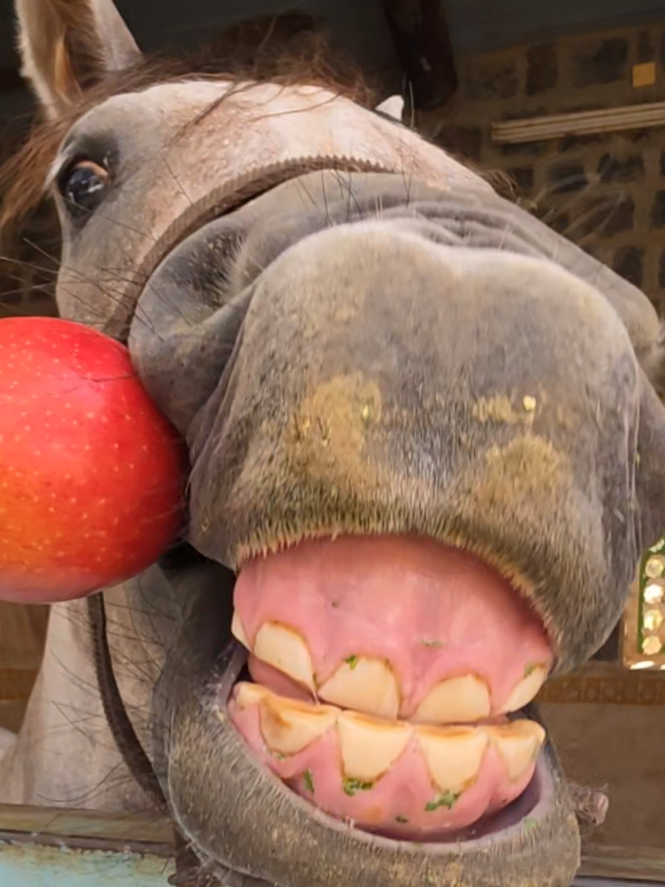 @funny:)animalsbytwins