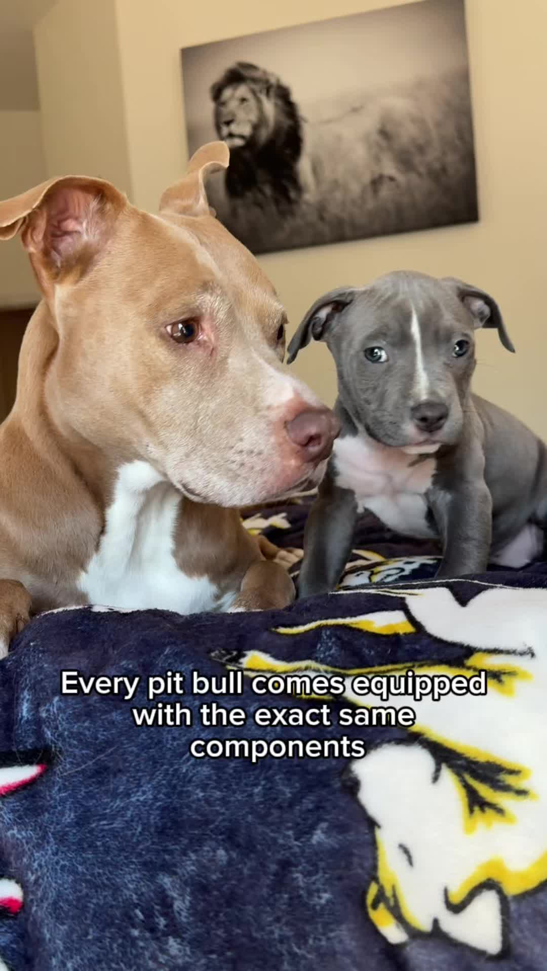 @@knight_thepit
