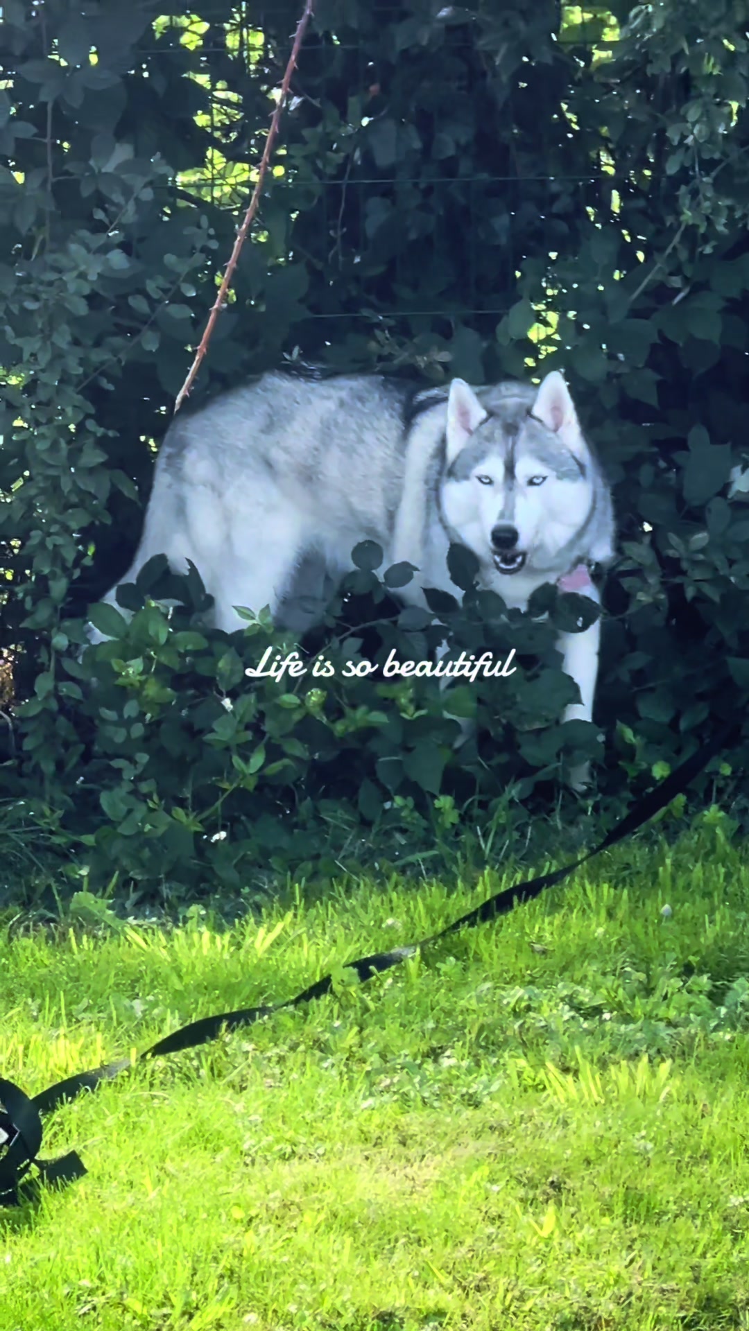 @🦋🌸 𝓜𝓸𝓭𝓲𝓵𝔂𝓪 🌺🦋