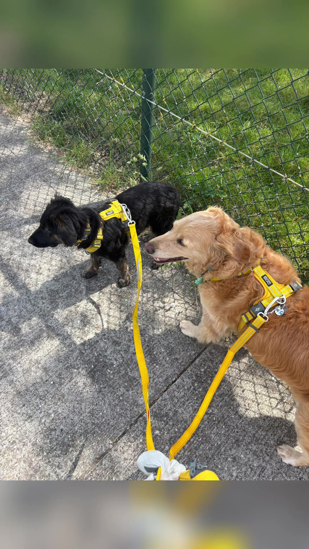 @Mieke🧩Pluto🐾 Mickey🐾