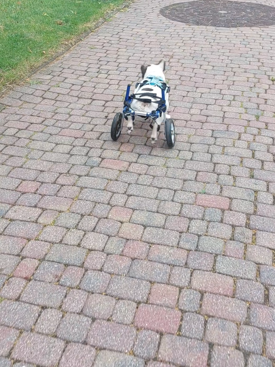 @Armageddon_gulgot_francuski♿️