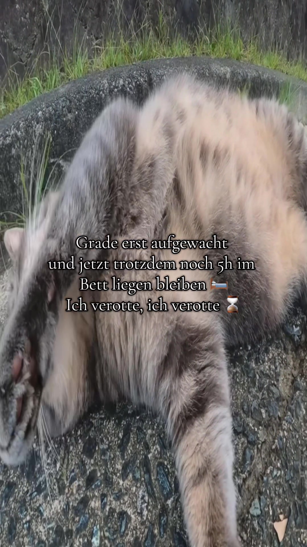 @Eierkopfsalat