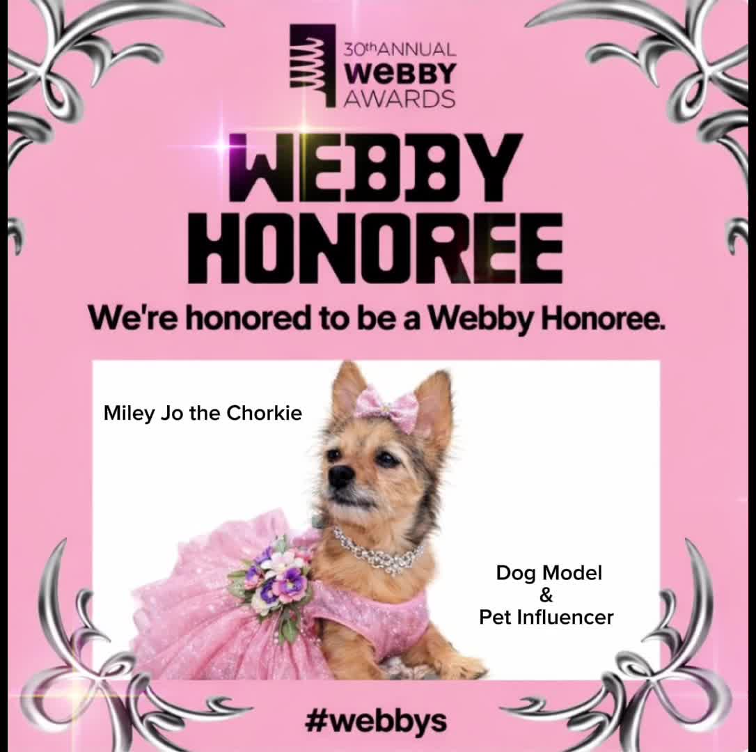 @Miley Jo the Chorkie