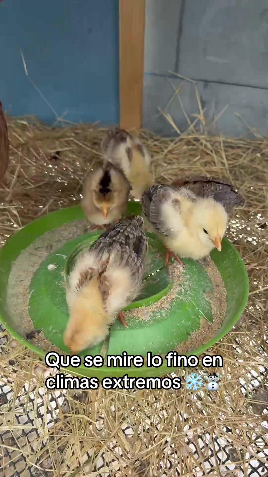 @ElPalmaritoGAMEFARM