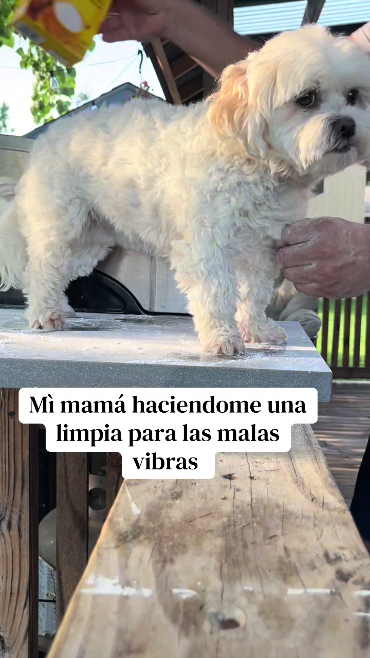 @AZUL🐶🥰