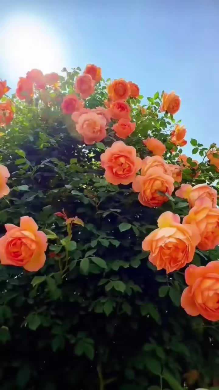 @Vita_mia
