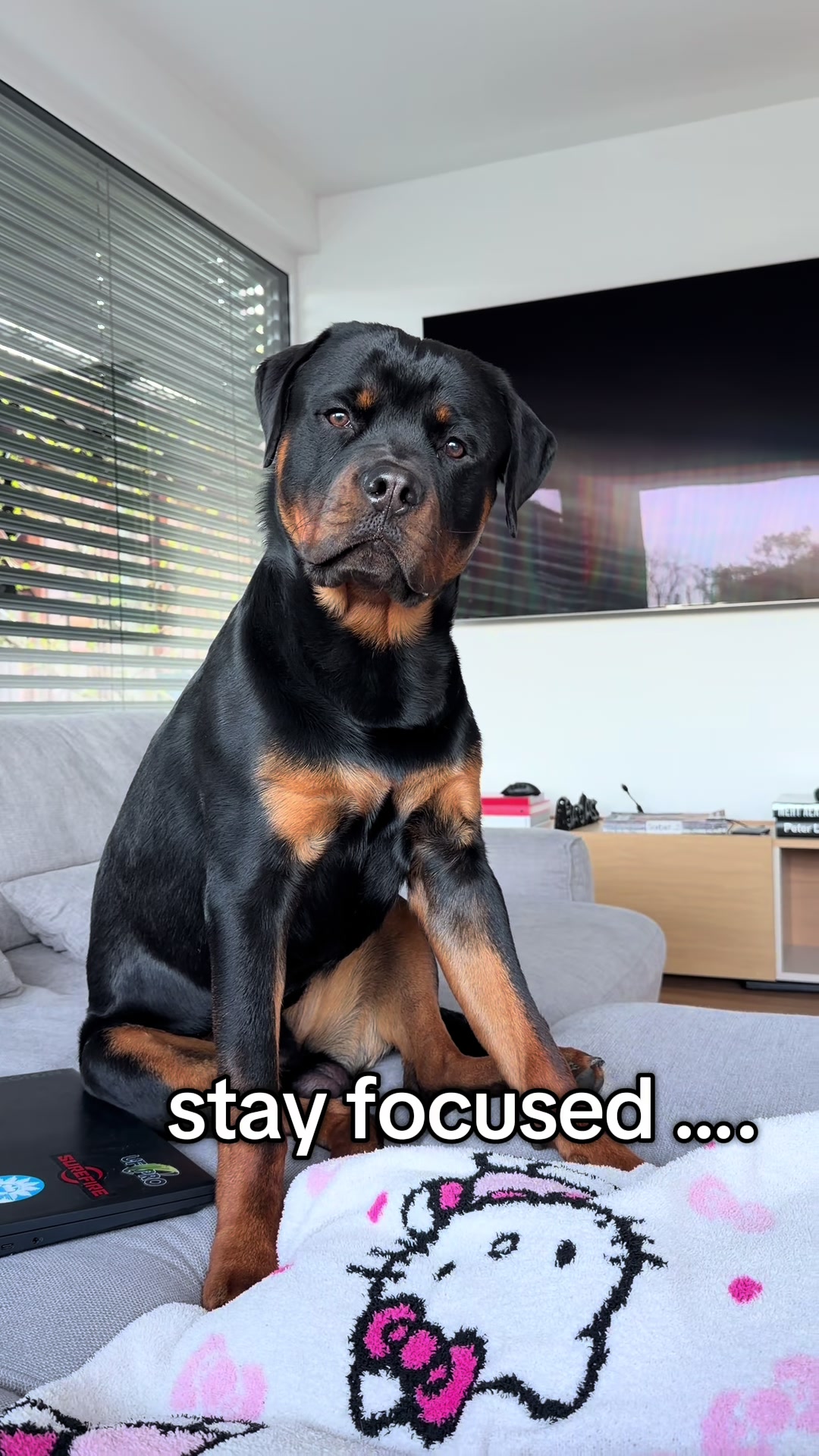 @JAGGER - the German Rottweiler