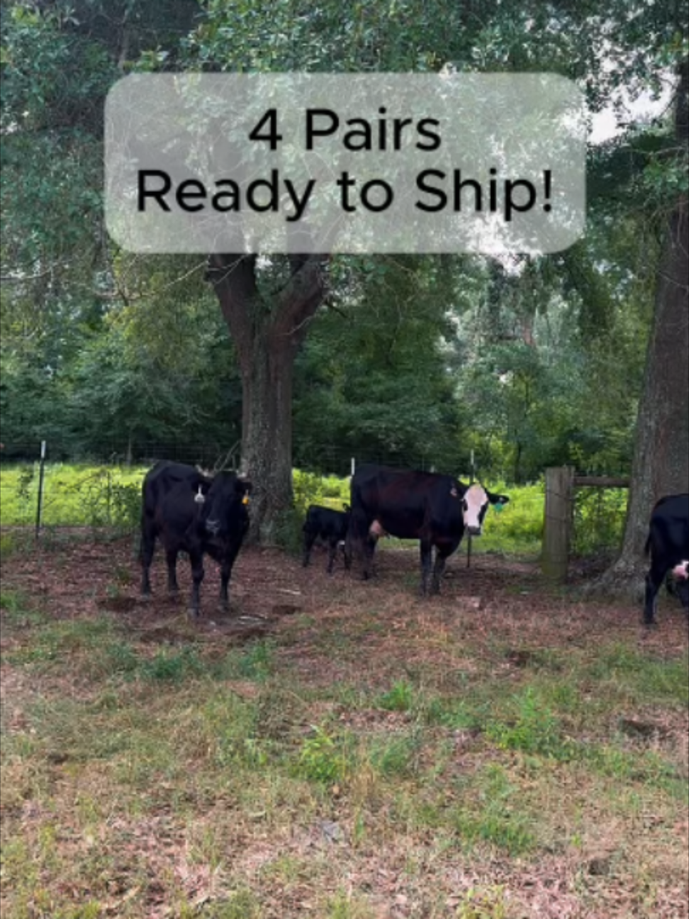 @Rutherford Land and Cattle