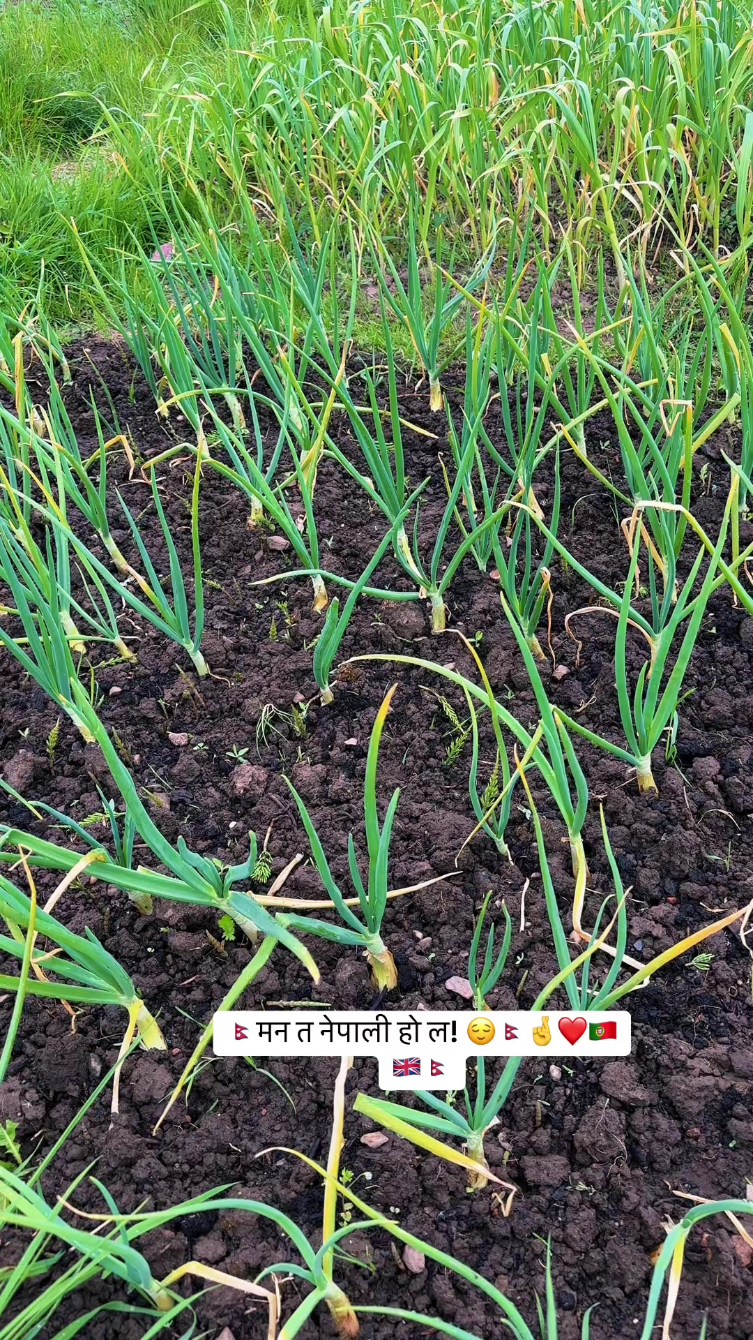 @Subukc🇳🇵🇵🇹🇬🇧