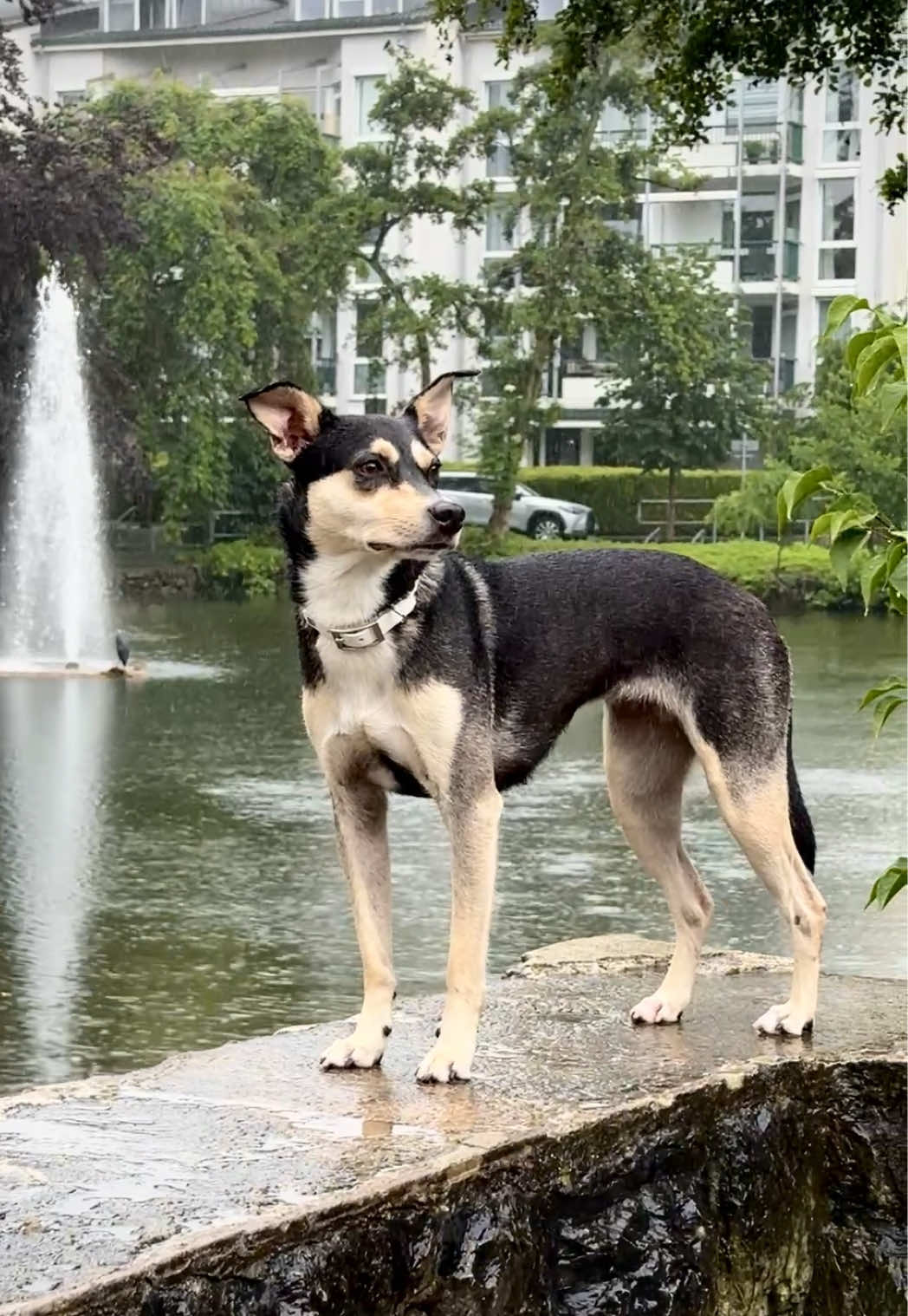 @🐾