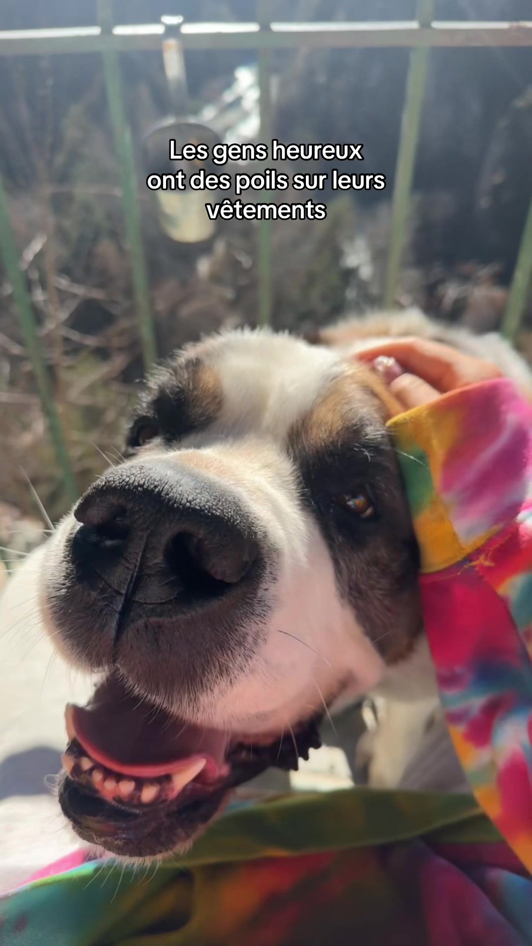 @Xena le St Bernard